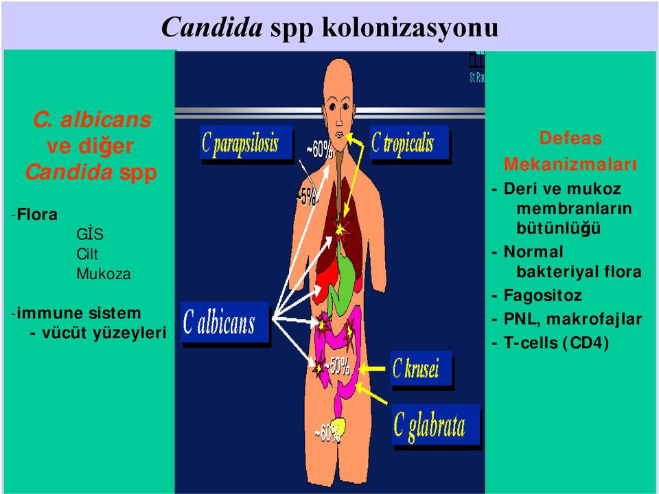 -immune sistem -vücüt yüzeyleri Defeas Mekanizmaları -Deri