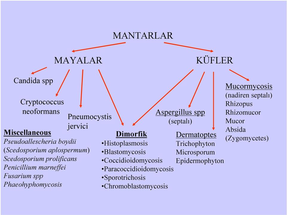 Histoplasmosis Blastomycosis Coccidioidomycosis Paracoccidioidomycosis Sporotrichosis Chromoblastomycosis Aspergillus spp