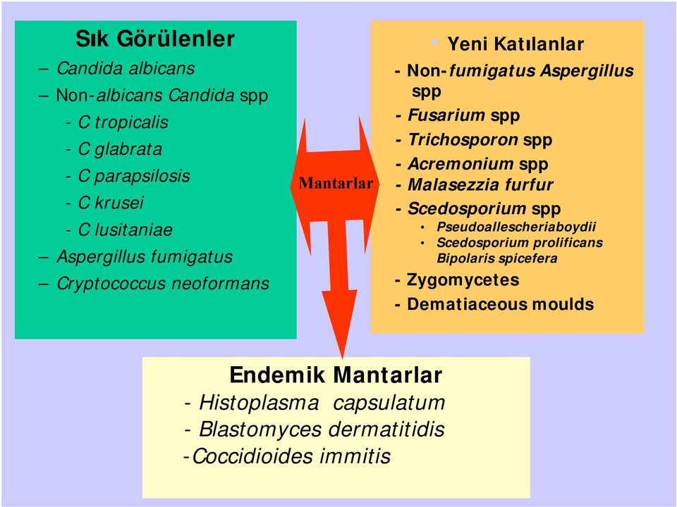 -Trichosporon spp -Acremonium spp -Malasezzia furfur -Scedosporium spp Pseudoallescheriaboydii Scedosporium prolificans