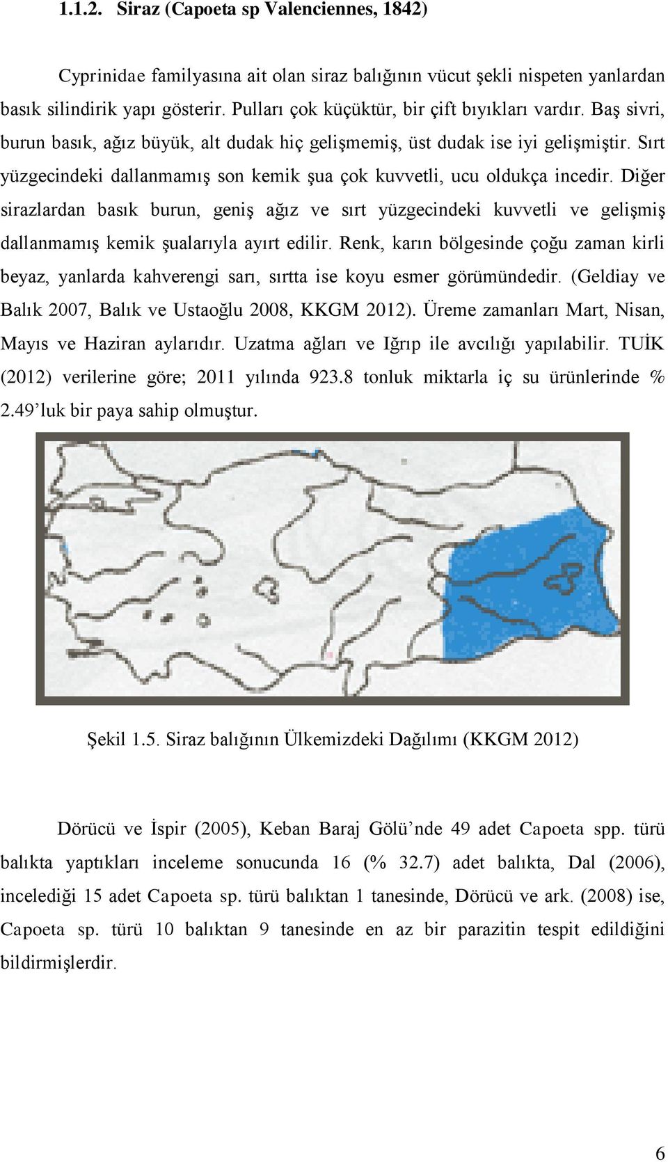 Sırt yüzgecindeki dallanmamıģ son kemik Ģua çok kuvvetli, ucu oldukça incedir.