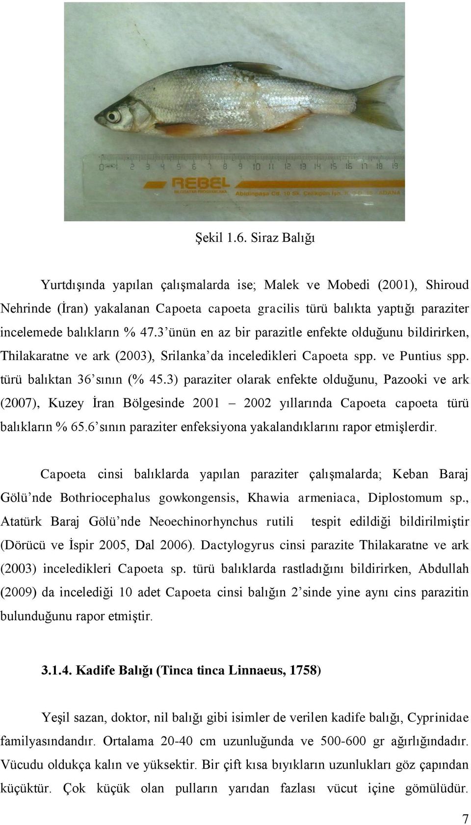 3 ünün en az bir parazitle enfekte olduğunu bildirirken, Thilakaratne ve ark (2003), Srilanka da inceledikleri Capoeta spp. ve Puntius spp. türü balıktan 36 sının (% 45.