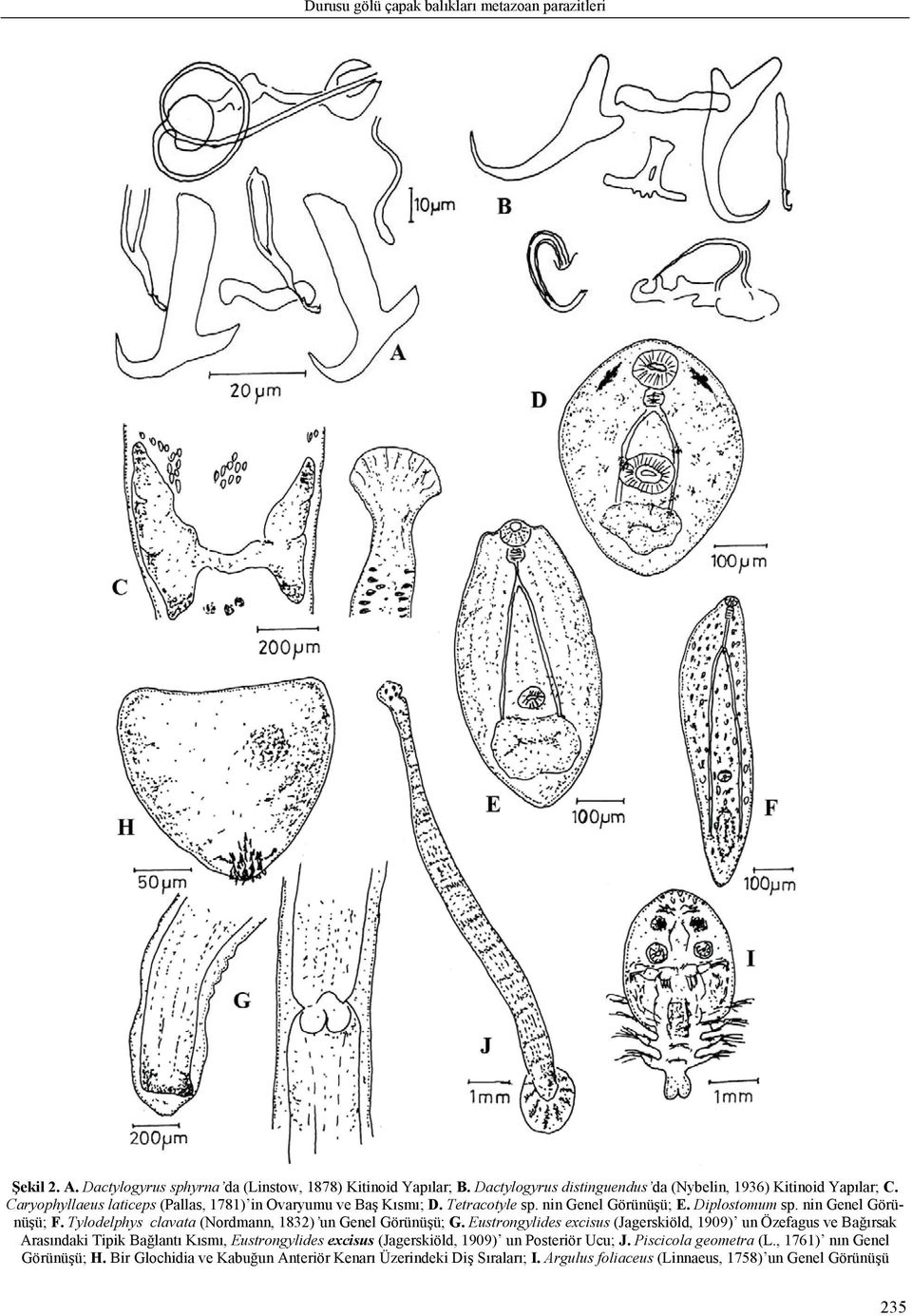 Diplostomum sp. nin Genel Görünüşü; F. Tylodelphys clavata (Nordmann, 1832) un Genel Görünüşü; G.