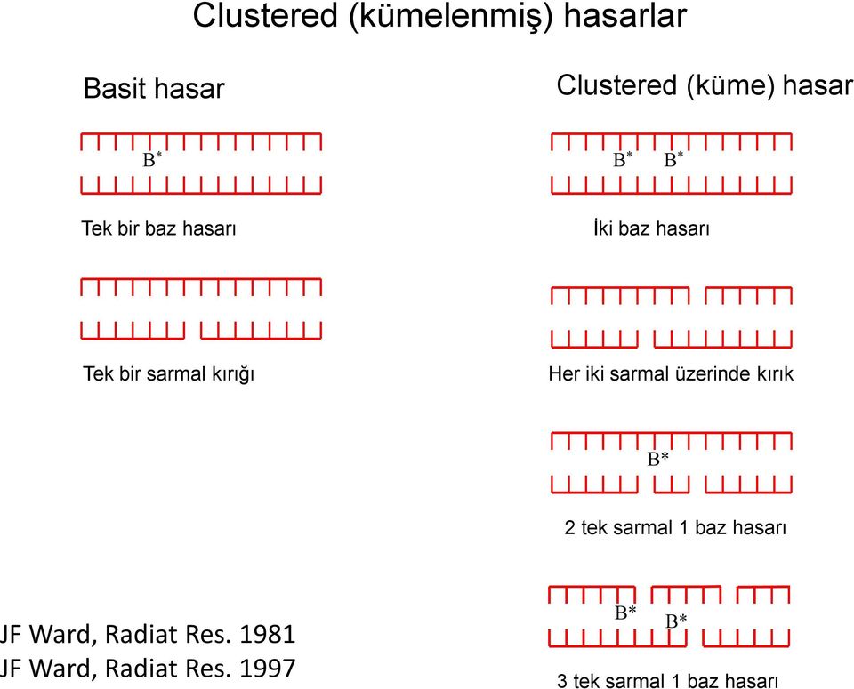 iki sarmal üzerinde kırık B* 2 tek sarmal 1 baz hasarı JF Ward,