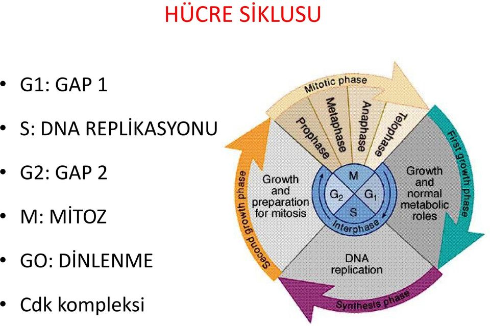 G2: GAP 2 M: MİTOZ GO: