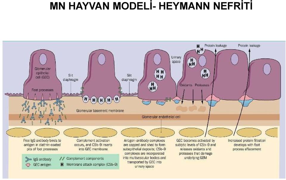 HEYMANN