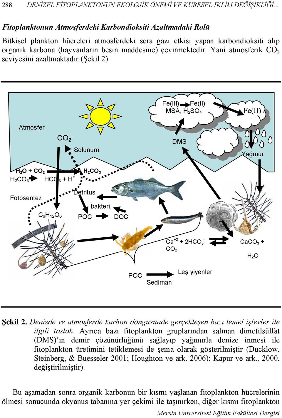 Fe(III) Fe(II) MSA, H 2 SO 4 Fe(II) Atmosfer CO 2 Solunum DMS Yağmur H 2 O + CO 2 H 2 CO 3 H 2 CO 3 HCO 3 + H + Fotosentez C 6 H 12 O 6 Detritus bakteri, POC DOC Ca +2 - + 2HCO 3 CO 2 CaCO 3 + H 2 O