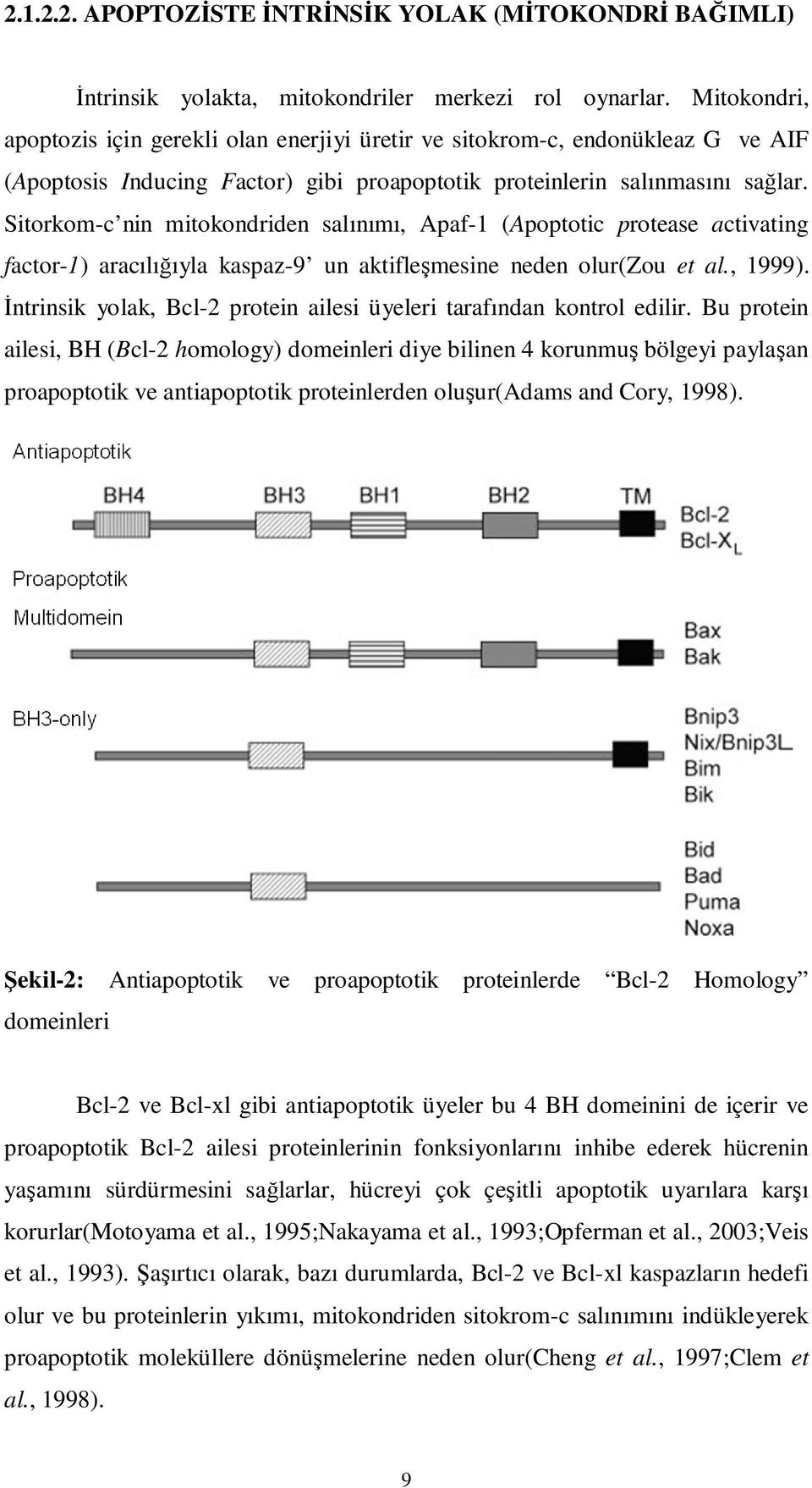 Sitorkom-c nin mitokondriden salınımı, Apaf-1 (Apoptotic protease activating factor-1) aracılığıyla kaspaz-9 un aktifleşmesine neden olur(zou et al., 1999).