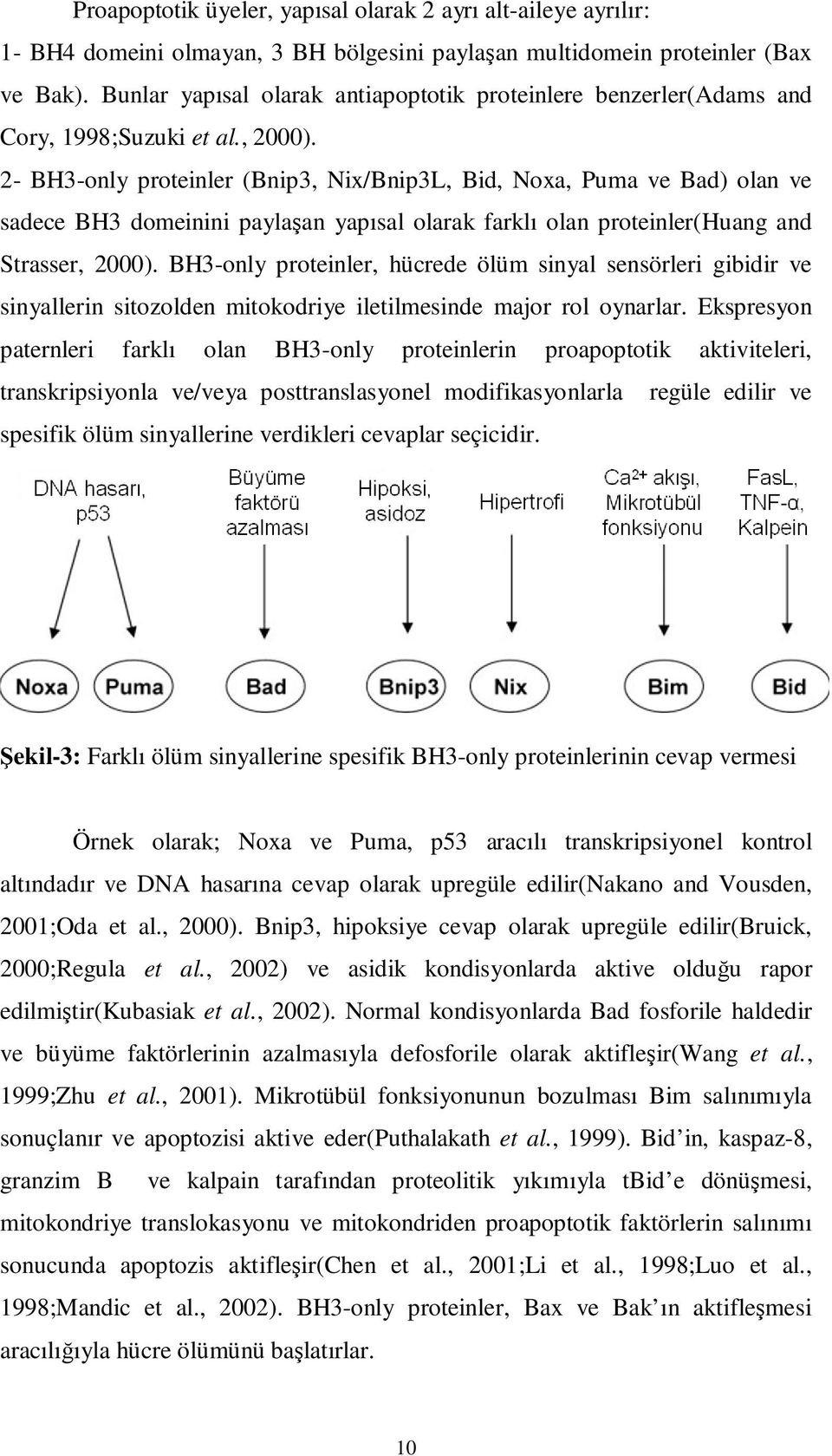 2- BH3-only proteinler (Bnip3, Nix/Bnip3L, Bid, Noxa, Puma ve Bad) olan ve sadece BH3 domeinini paylaşan yapısal olarak farklı olan proteinler(huang and Strasser, 2000).