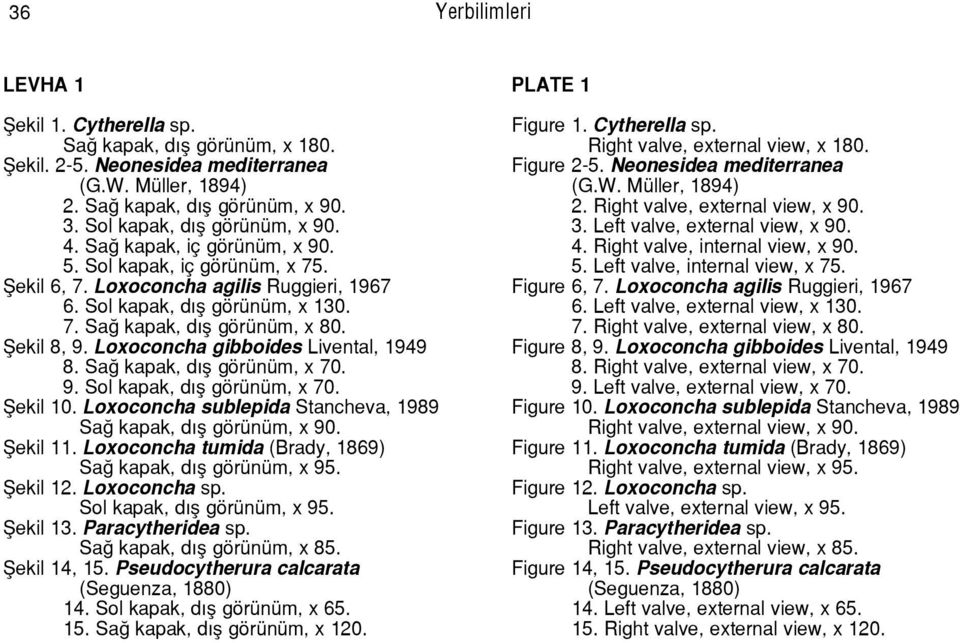 Loxoconcha gibboides Livental, 1949 8. SaÛ kapak, dýß gšrÿnÿm, x 70. 9. Sol kapak, dýß gšrÿnÿm, x 70. Þekil 10. Loxoconcha sublepida Stancheva, 1989 SaÛ kapak, dýß gšrÿnÿm, x 90. Þekil 11.