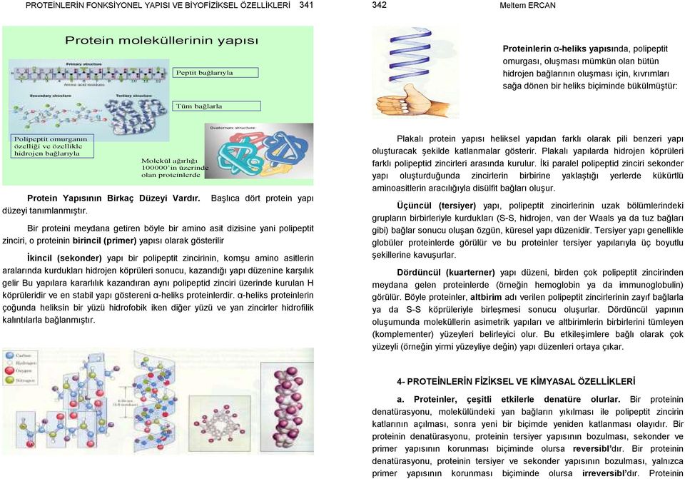 üzerinde olan proteinlerde Protein Yapısının Birkaç Düzeyi Vardır. Başlıca dört protein yapı düzeyi tanımlanmıştır.