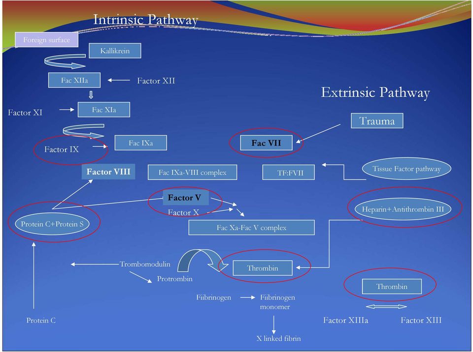 Protein C+Protein S Factor V Factor X Fac Xa-Fac V complex Heparin+Antithrombin III Trombomodulin