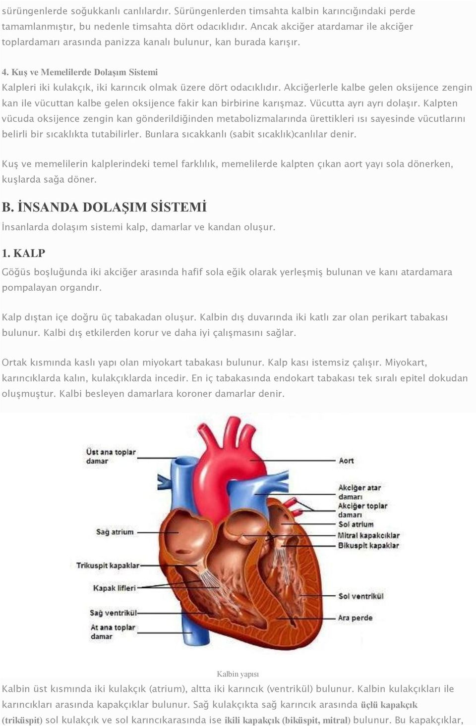 Kuş ve Memelilerde Dolaşım Sistemi Kalpleri iki kulakçık, iki karıncık olmak üzere dört odacıklıdır.