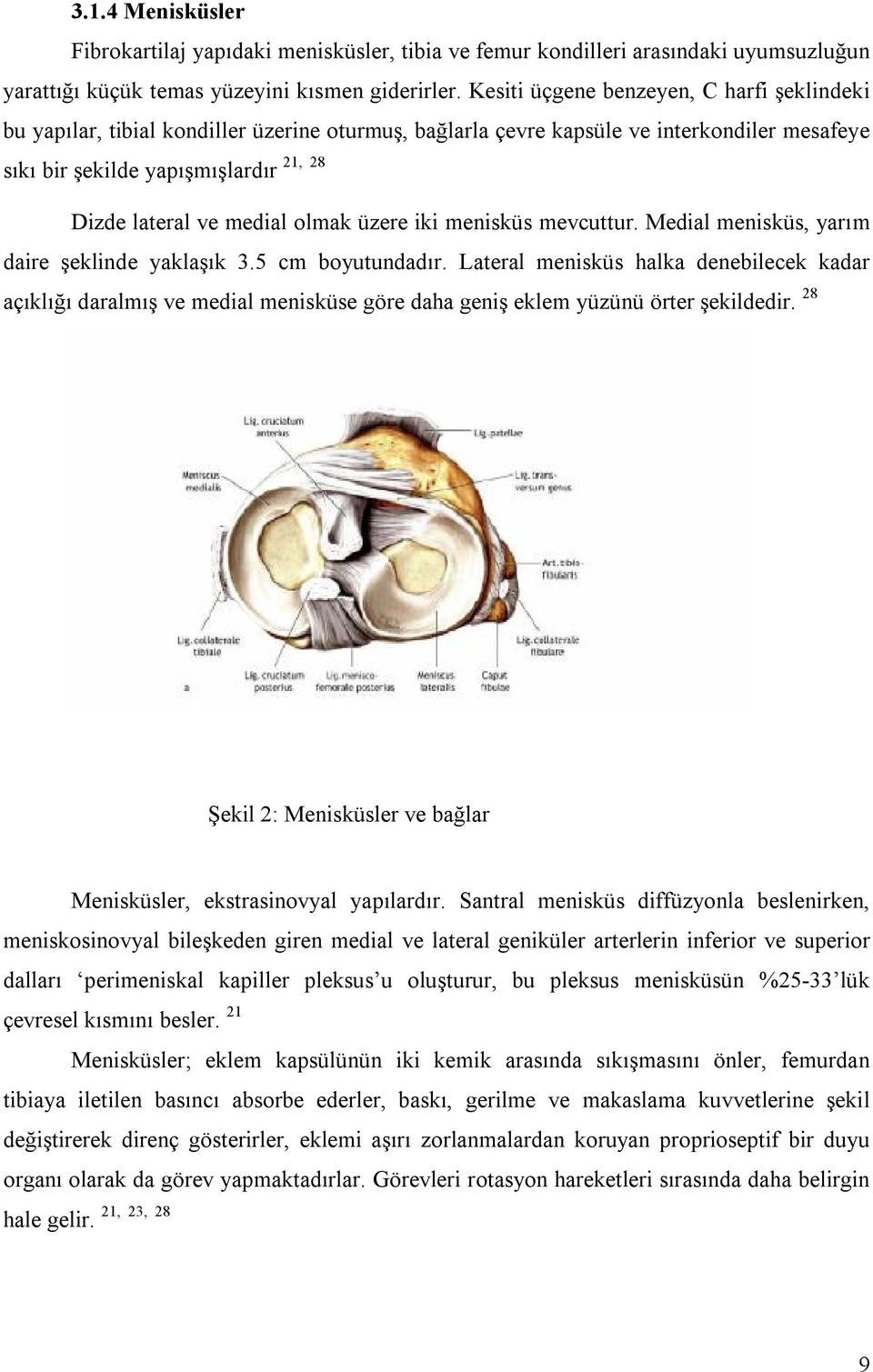 medial olmak üzere iki menisküs mevcuttur. Medial menisküs, yarım daire şeklinde yaklaşık 3.5 cm boyutundadır.