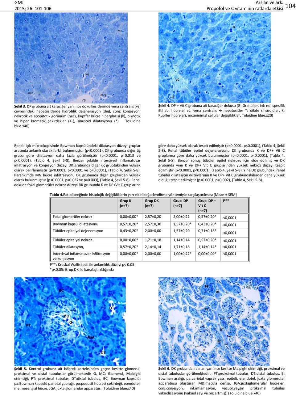 hücre hiperplazisi (k), piknotik ve hiper kromatik çekirdekler ( ), sinusoid dilatasyonu (*) Toluidine blue.x40) Şekil 4.