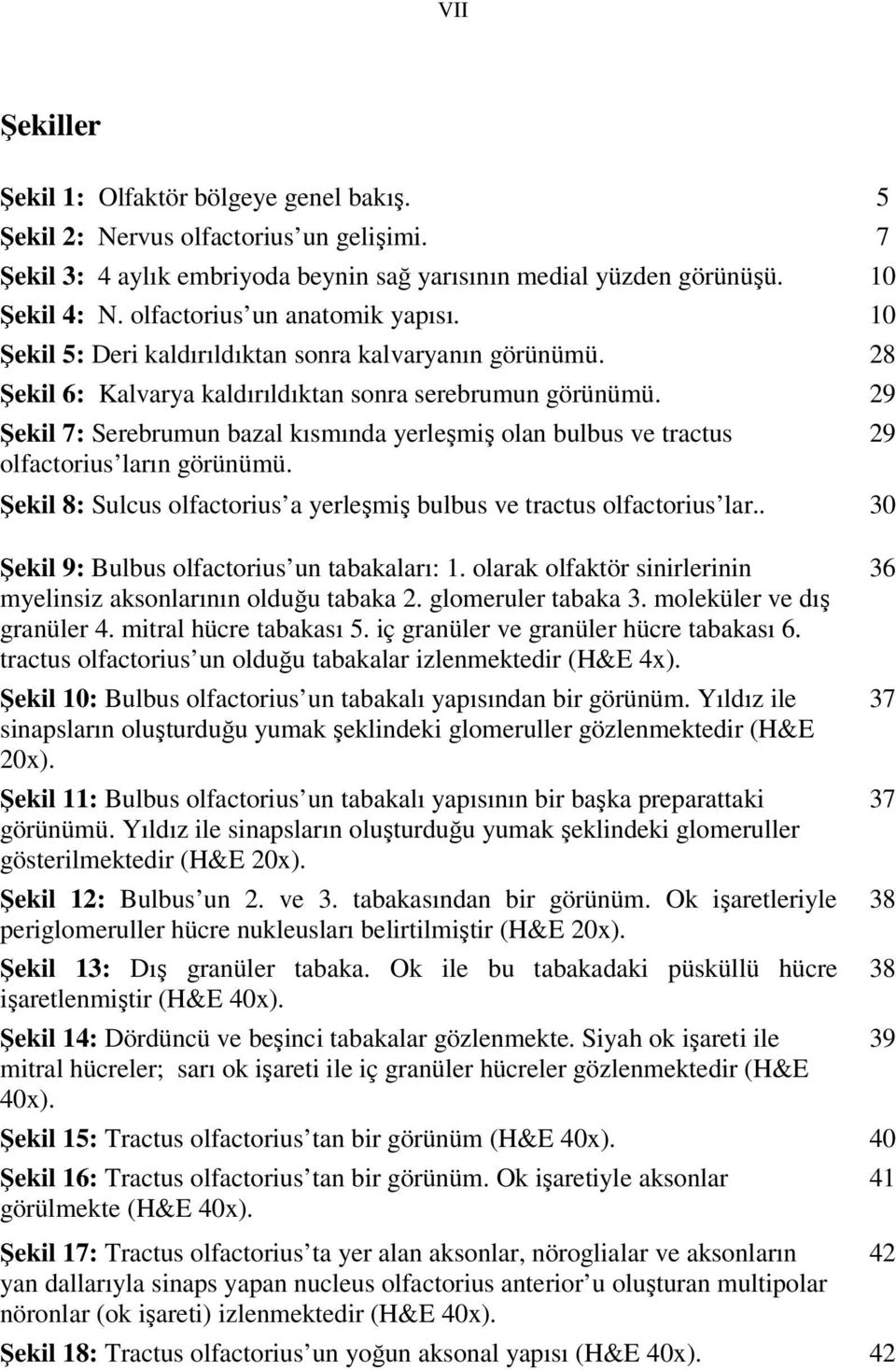 29 Şekil 7: Serebrumun bazal kısmında yerleşmiş olan bulbus ve tractus olfactorius ların görünümü. Şekil 8: Sulcus olfactorius a yerleşmiş bulbus ve tractus olfactorius lar.