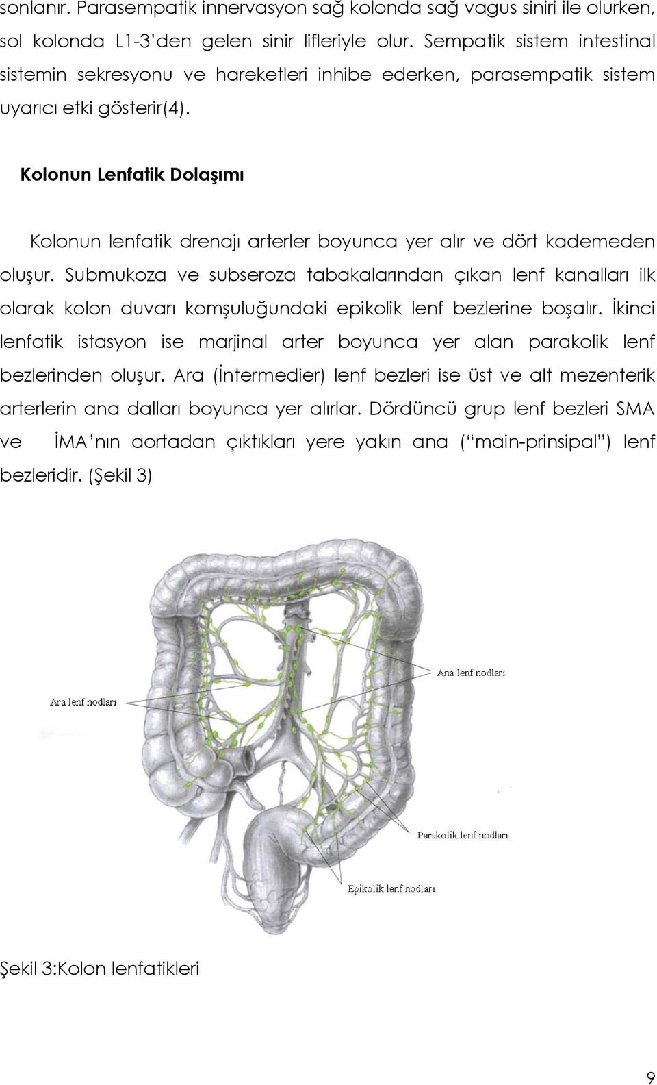 Kolonun Lenfatik Dolaşımı Kolonun lenfatik drenajı arterler boyunca yer alır ve dört kademeden oluşur.