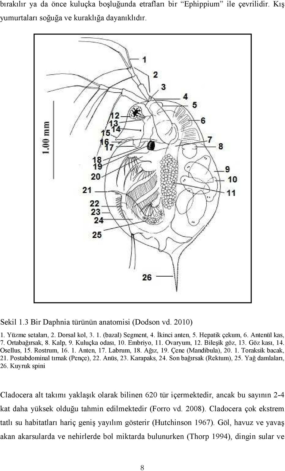 Göz kası, 14. Osellus, 15. Rostrum, 16. 1. Anten, 17. Labrum, 18. Ağız, 19. Çene (Mandibula), 20. 1. Toraksik bacak, 21. Postabdominal tırnak (Pençe), 22. Anüs, 23. Karapaks, 24.