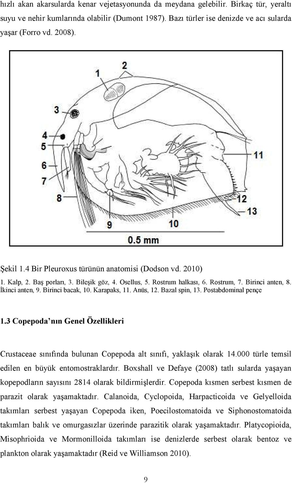 Birinci bacak, 10. Karapaks, 11. Anüs, 12. Bazal spin, 13. Postabdominal pençe 1.3 Copepoda nın Genel Özellikleri Crustaceae sınıfında bulunan Copepoda alt sınıfı, yaklaşık olarak 14.