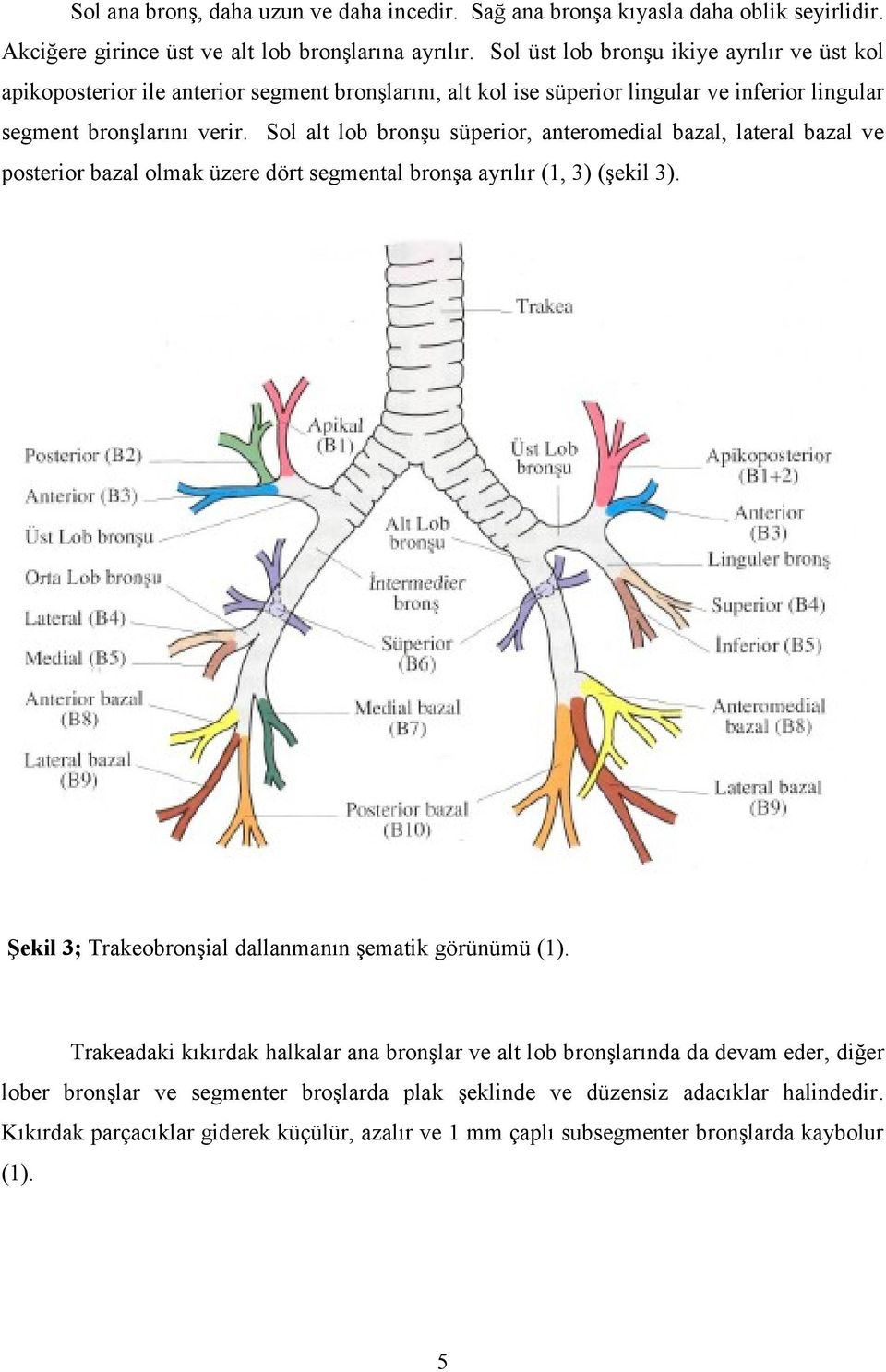 Sol alt lob bronşu süperior, anteromedial bazal, lateral bazal ve posterior bazal olmak üzere dört segmental bronşa ayrılır (1, 3) (şekil 3).