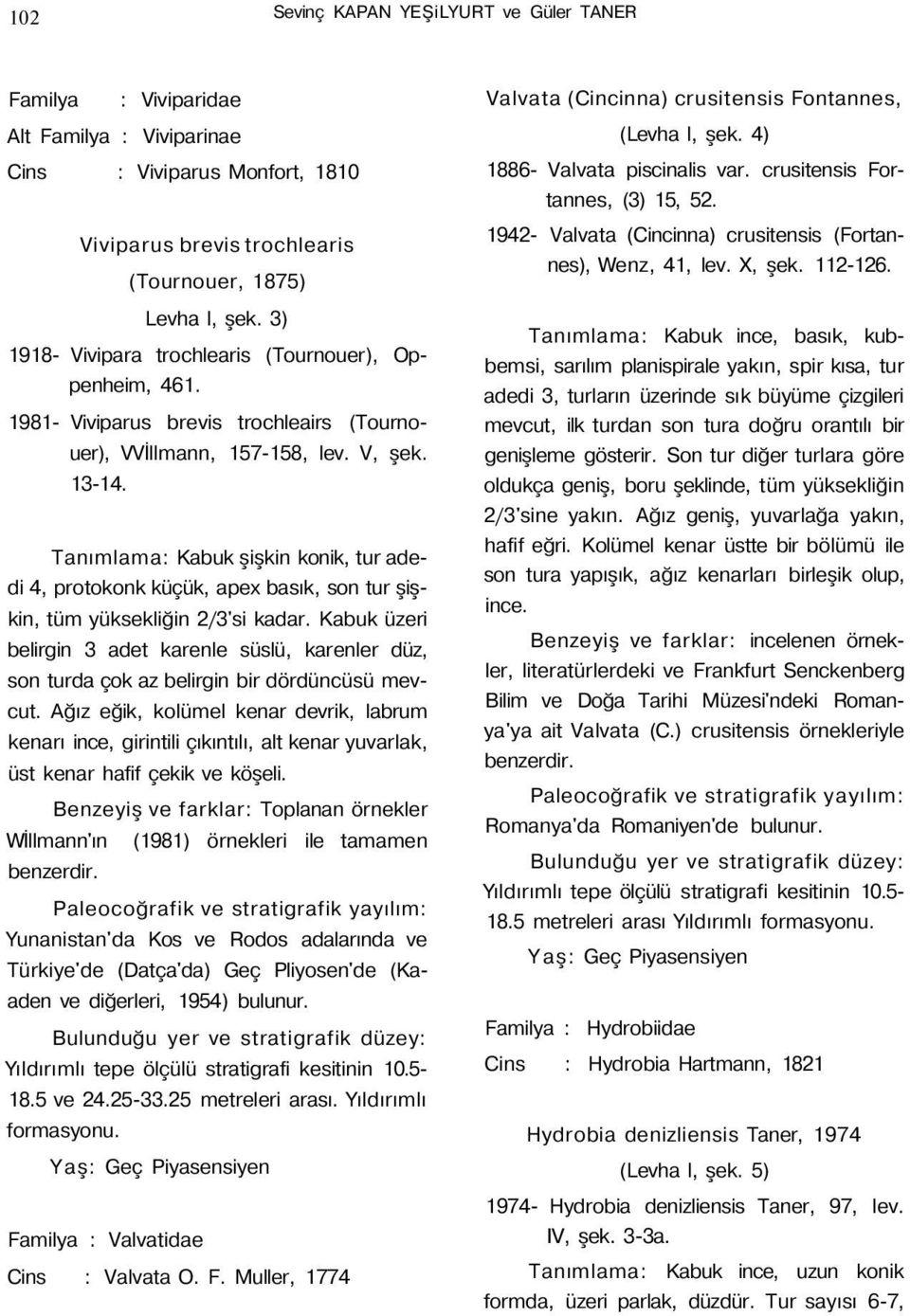 Tanımlama: Kabuk şişkin konik, tur adedi 4, protokonk küçük, apex basık, son tur şişkin, tüm yüksekliğin 2/3'si kadar.