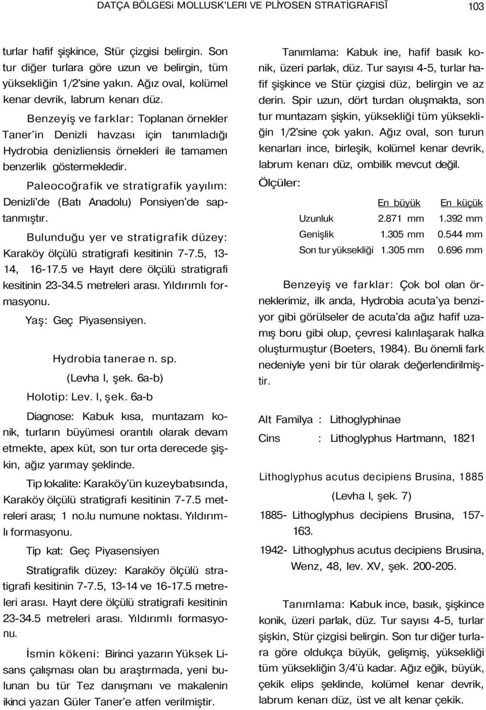 Benzeyiş ve farklar: Toplanan örnekler Taner'in Denizli havzası için tanımladığı Hydrobia denizliensis örnekleri ile tamamen benzerlik göstermekledir.