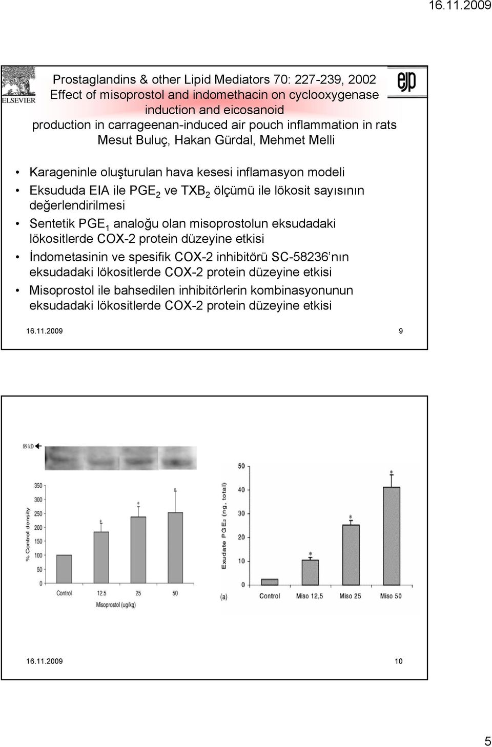 sayısının değerlendirilmesi Sentetik PGE 1 analoğu olan misoprostolun eksudadaki lökositlerde COX-2 protein düzeyine etkisi İndometasinin ve spesifik COX-2 inhibitörü SC-58236 nın