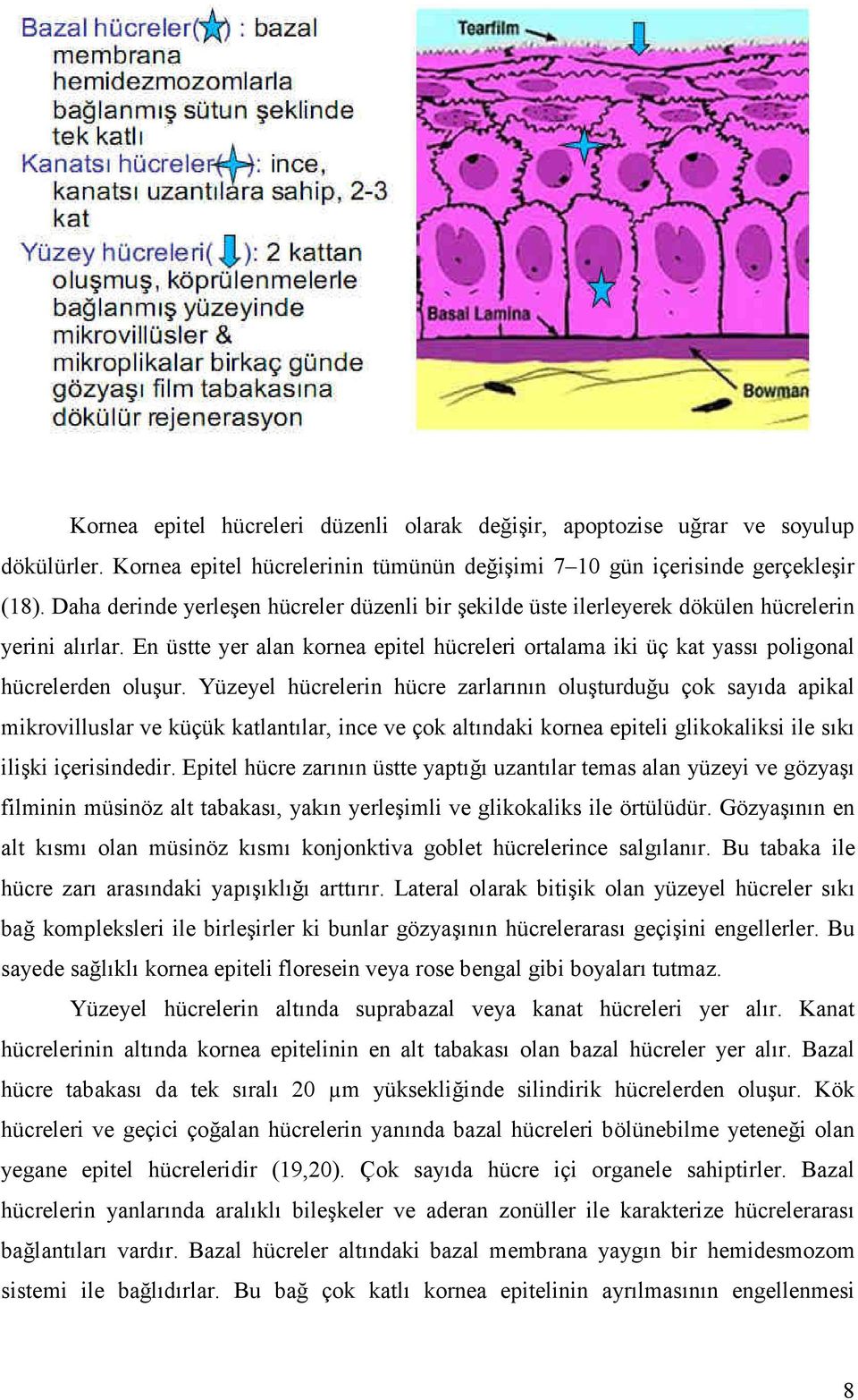 Yüzeyel hücrelerin hücre zarlarının oluşturduğu çok sayıda apikal mikrovilluslar ve küçük katlantılar, ince ve çok altındaki kornea epiteli glikokaliksi ile sıkı ilişki içerisindedir.