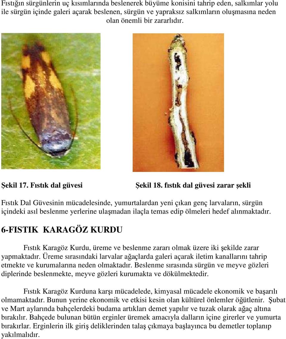 fıstık dal güvesi zarar şekli Fıstık Dal Güvesinin mücadelesinde, yumurtalardan yeni çıkan genç larvaların, sürgün içindeki asıl beslenme yerlerine ulaşmadan ilaçla temas edip ölmeleri hedef