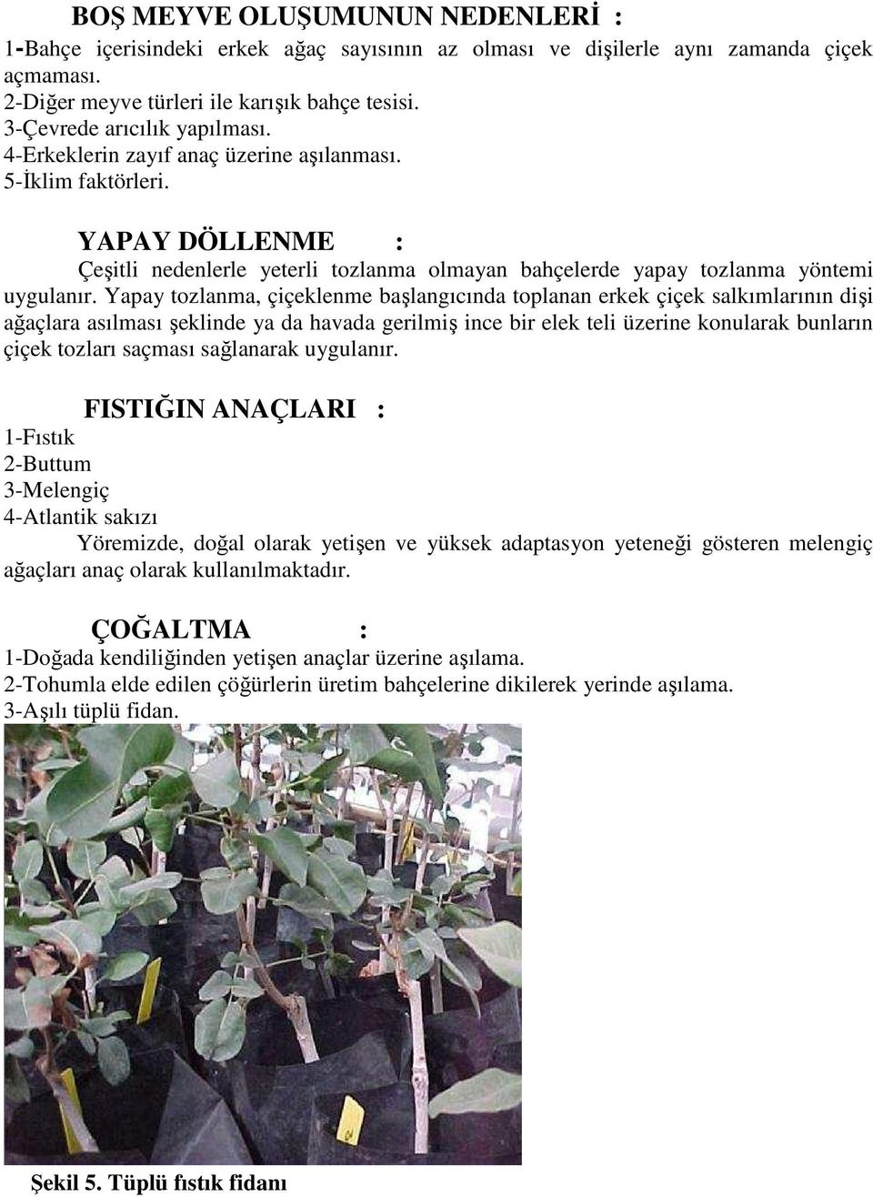 Yapay tozlanma, çiçeklenme başlangıcında toplanan erkek çiçek salkımlarının dişi ağaçlara asılması şeklinde ya da havada gerilmiş ince bir elek teli üzerine konularak bunların çiçek tozları saçması