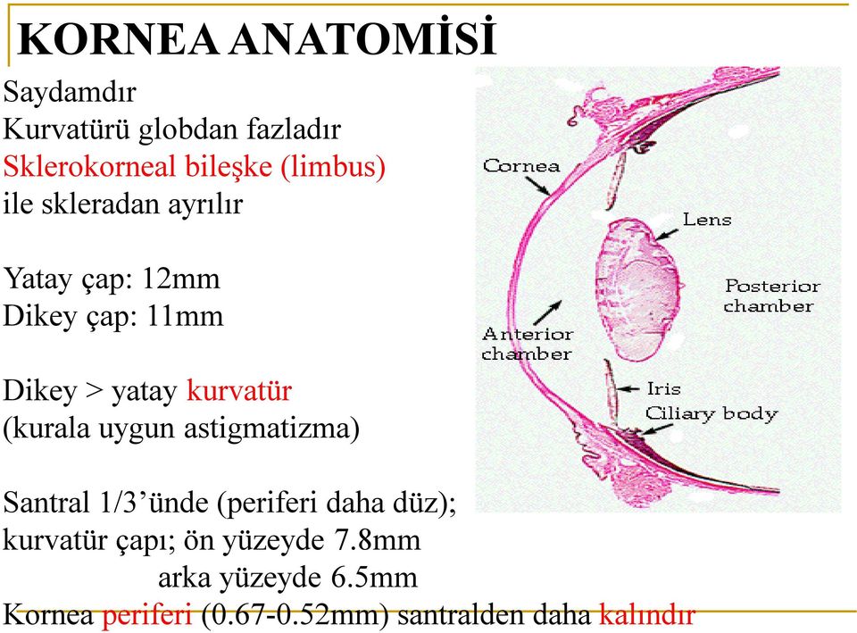 kurvatür (kurala uygun astigmatizma) Santral 1/3 ünde (periferi daha düz); kurvatür