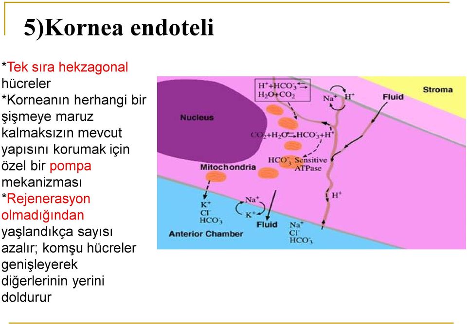 için özel bir pompa mekanizması *Rejenerasyon olmadığından