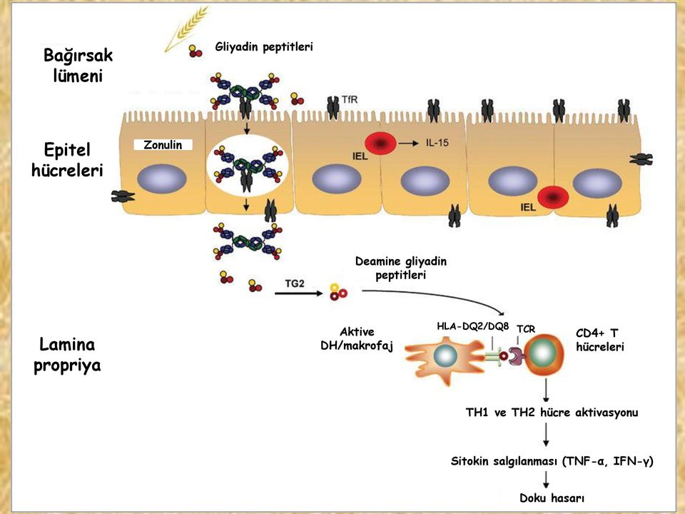 DH/makrofaj HLA-DQ2/DQ8 TCR CD4+ T hücreleri TH1 ve TH2
