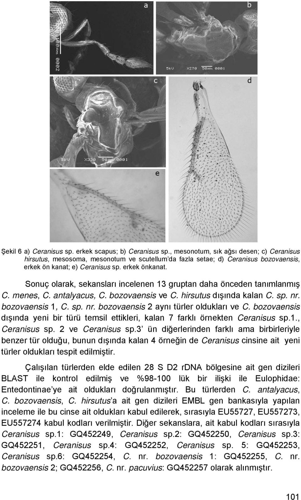 Sonuç olarak, sekansları incelenen 13 gruptan daha önceden tanımlanmış C. menes, C. antalyacus, C. bozovaensis ve C. hirsutus dışında kalan C. sp. nr. bozovaensis 1, C. sp. nr. bozovaensis 2 aynı türler oldukları ve C.