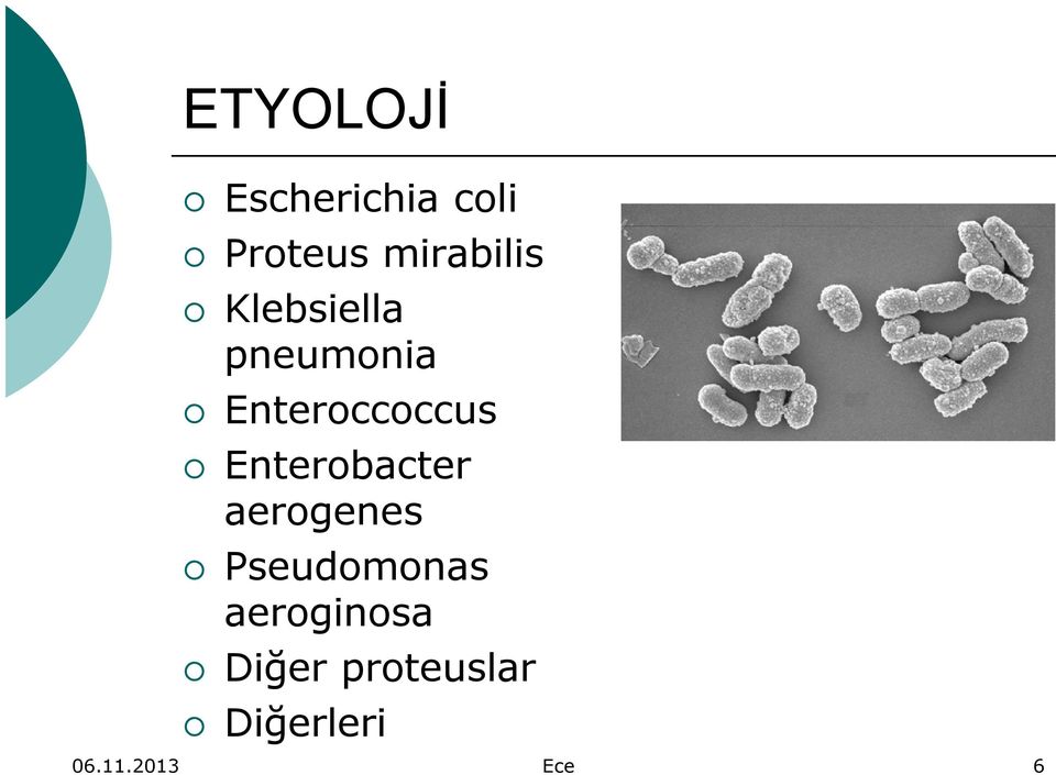 Enteroccoccus Enterobacter aerogenes