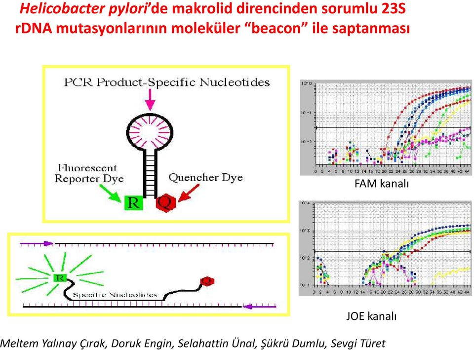 saptanması FAM kanalı JOE kanalı Meltem Yalınay