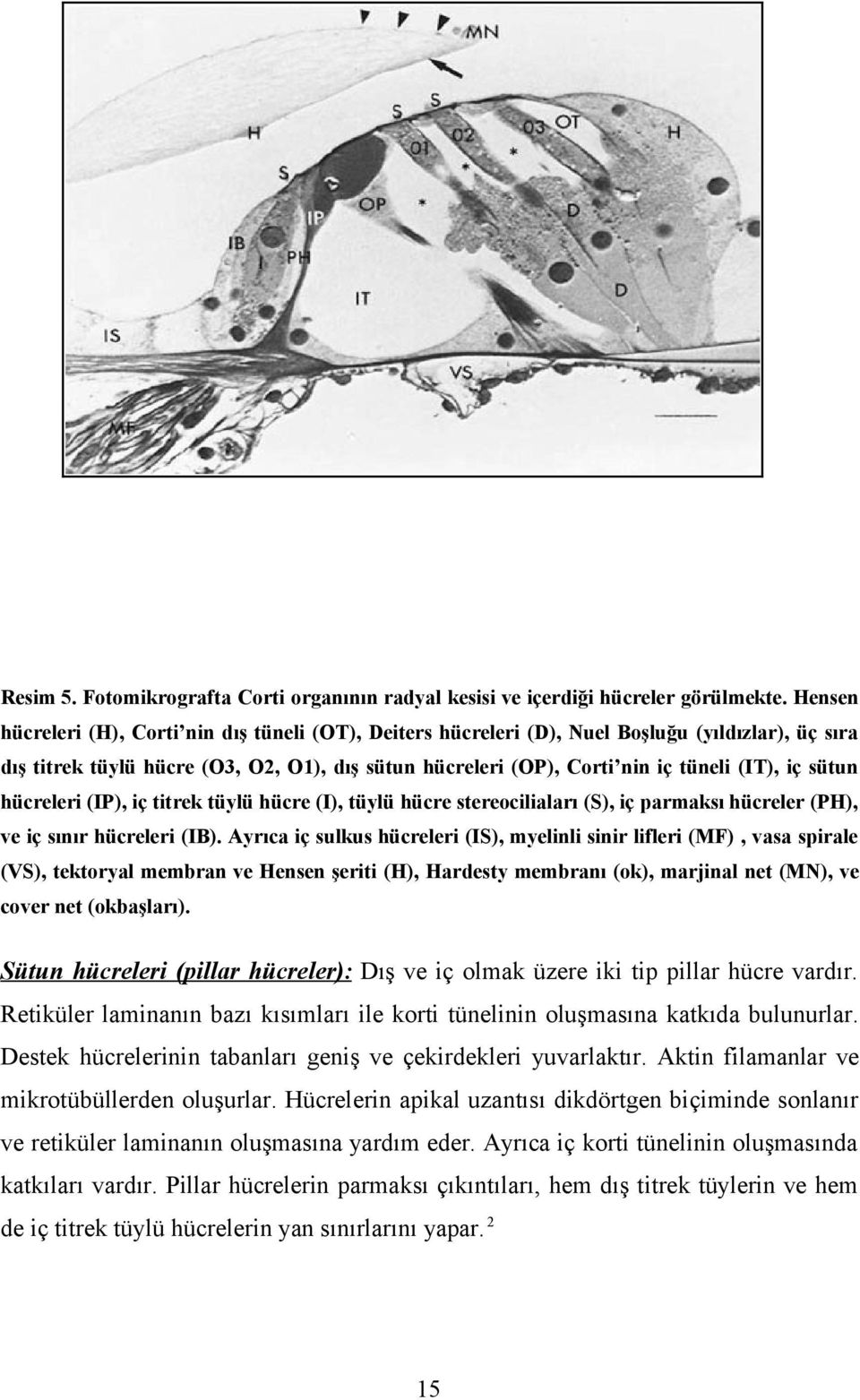 sütun hücreleri (IP), iç titrek tüylü hücre (I), tüylü hücre stereociliaları (S), iç parmaksı hücreler (PH), ve iç sınır hücreleri (IB).