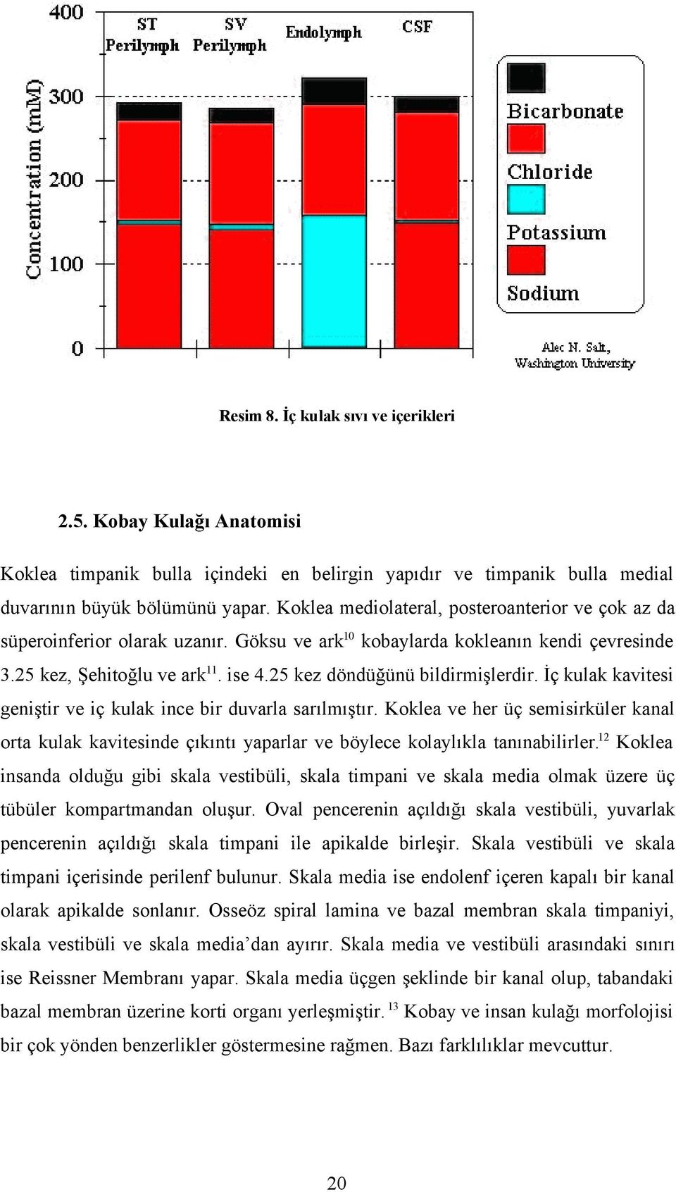 25 kez döndüğünü bildirmişlerdir. İç kulak kavitesi geniştir ve iç kulak ince bir duvarla sarılmıştır.