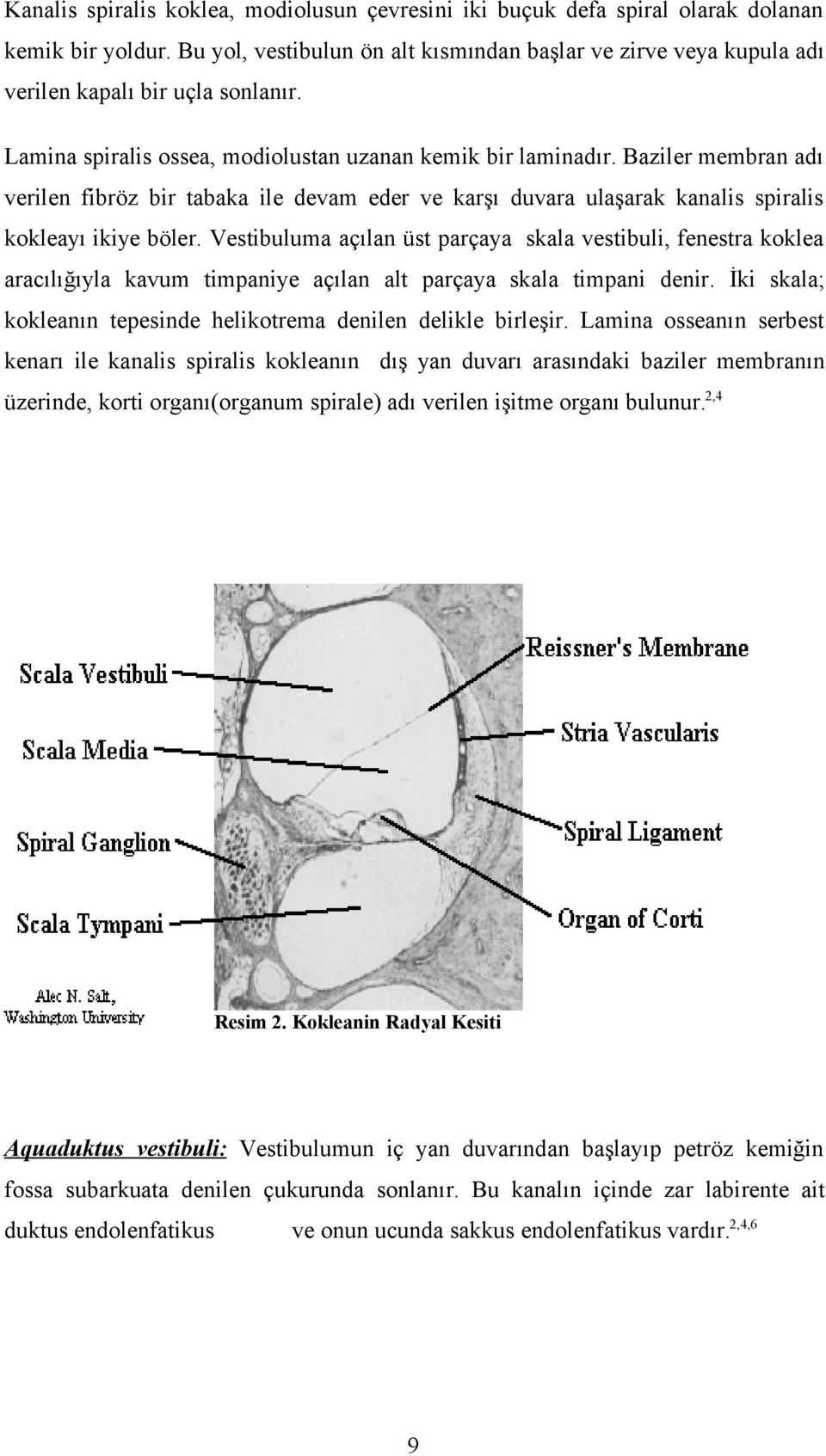 Baziler membran adı verilen fibröz bir tabaka ile devam eder ve karşı duvara ulaşarak kanalis spiralis kokleayı ikiye böler.