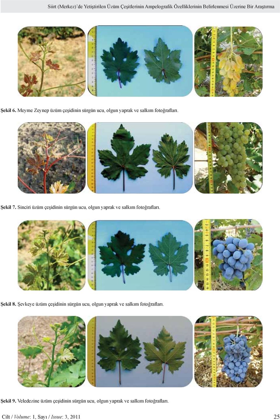 Sinciri üzüm çeşidinin sürgün ucu, olgun yaprak ve salkım fotoğrafları. Şekil 8.
