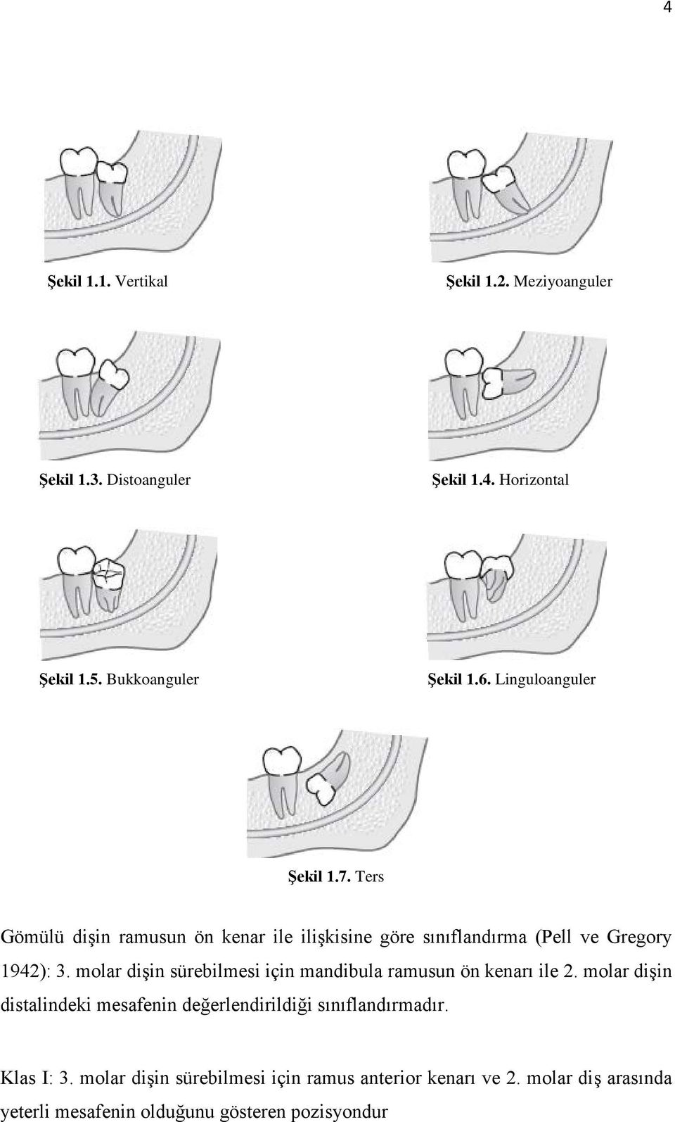 molar dişin sürebilmesi için mandibula ramusun ön kenarı ile 2.