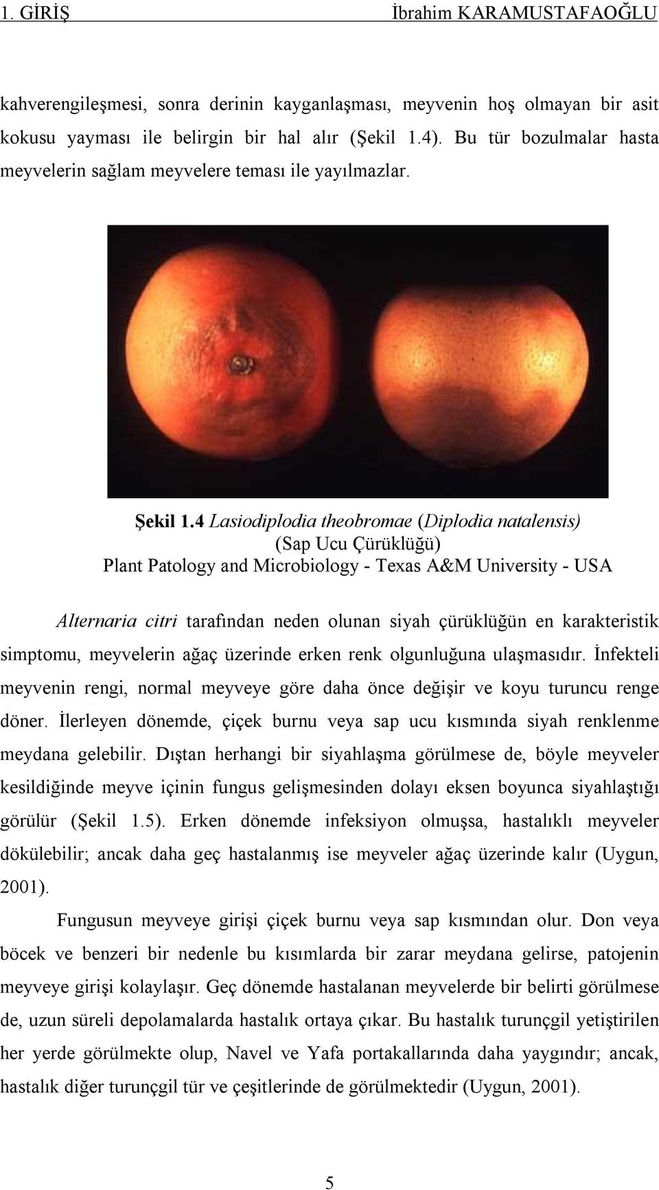 4 Lasiodiplodia theobromae (Diplodia natalensis) (Sap Ucu Çürüklüğü) Plant Patology and Microbiology - Texas A&M University - USA Alternaria citri tarafından neden olunan siyah çürüklüğün en