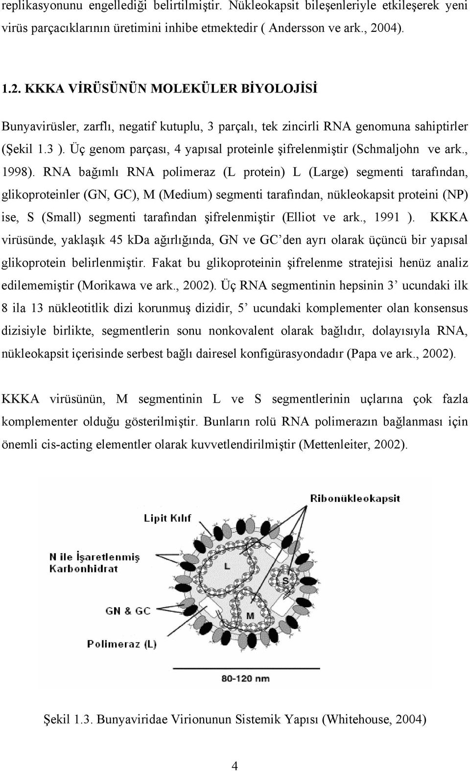 Üç genom parçası, 4 yapısal proteinle şifrelenmiştir (Schmaljohn ve ark., 1998).