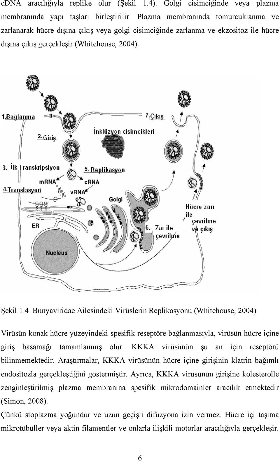 4 Bunyaviridae Ailesindeki Virüslerin Replikasyonu (Whitehouse, 2004) Virüsün konak hücre yüzeyindeki spesifik reseptöre bağlanmasıyla, virüsün hücre içine giriş basamağı tamamlanmış olur.