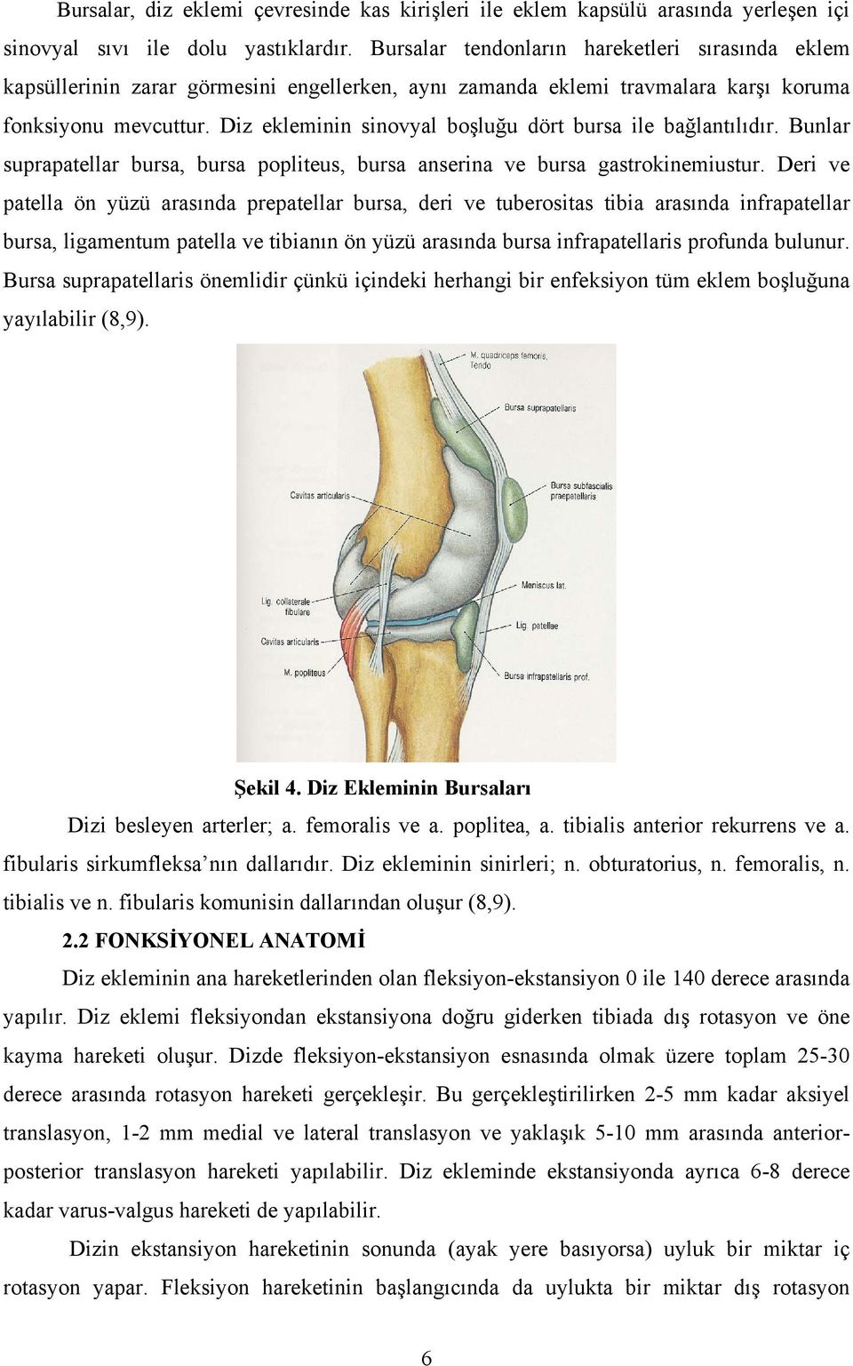 Diz ekleminin sinovyal boşluğu dört bursa ile bağlantılıdır. Bunlar suprapatellar bursa, bursa popliteus, bursa anserina ve bursa gastrokinemiustur.