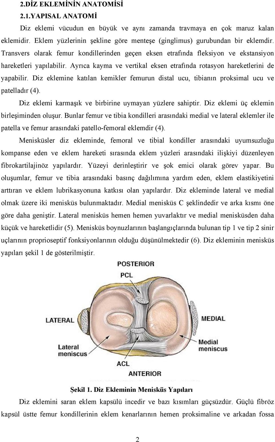 Ayrıca kayma ve vertikal eksen etrafında rotasyon hareketlerini de yapabilir. Diz eklemine katılan kemikler femurun distal ucu, tibianın proksimal ucu ve patelladır (4).