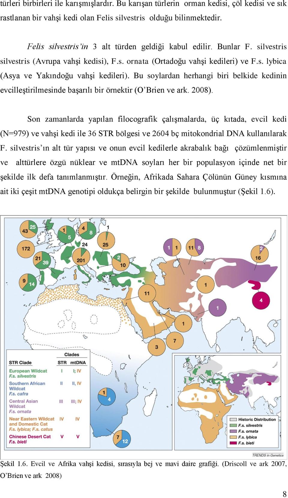 Bu soylardan herhangi biri belkide kedinin evcilleģtirilmesinde baģarılı bir örnektir (O Brien ve ark. 2008).