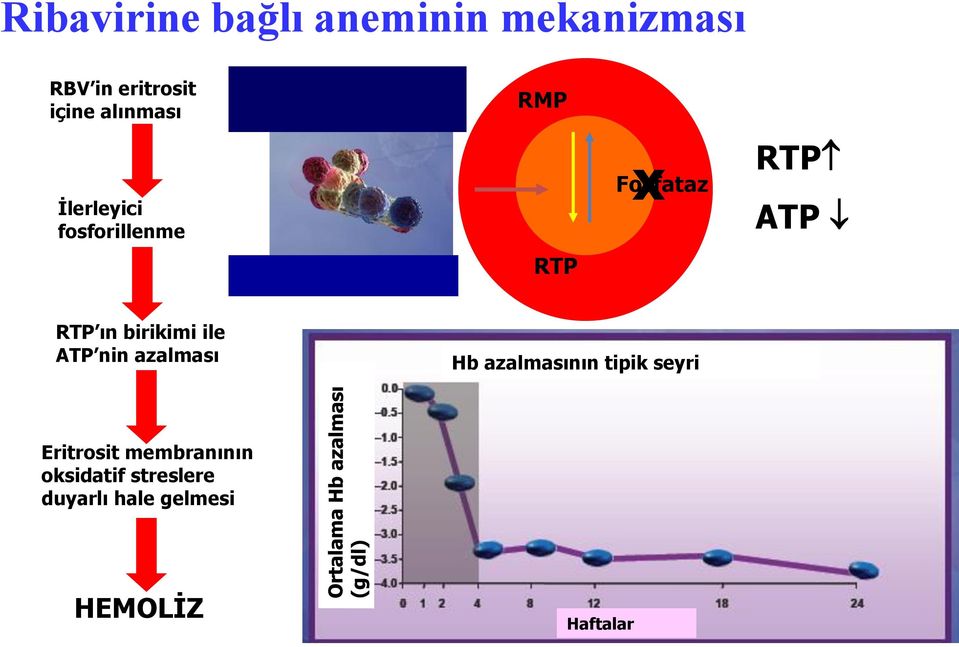 RTP ın birikimi ile ATP nin azalması Hb azalmasının tipik seyri