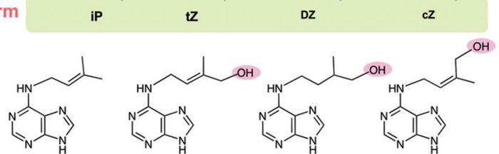 Sitokininler adenin benzeri bileşenlerle ilgili bir ailedir izopentenil adenin trans-zeatin dihidrozeatin cis-zeatin Hirose, N., Takei, K., Kuroha, T.