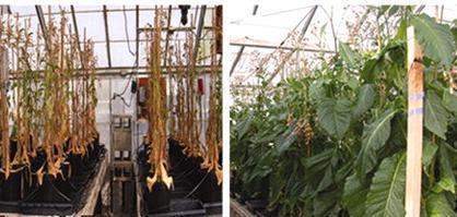 Daha çok CK üreten tütün bitkileri kuraklığa daha toleranslıdır; çünkü yaprak senesensi CK tarafından