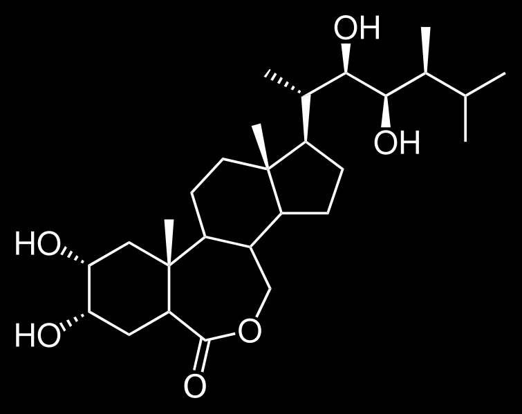 Brassinosteroidler Hücre uzaması Polen tüpü büyümesi Tohum çimlenmesi İletim demetlerinin